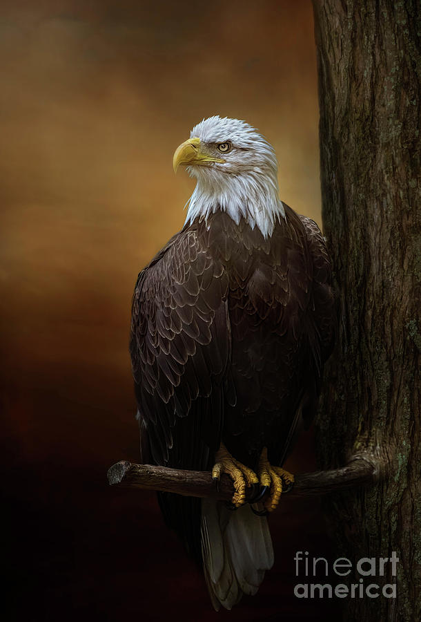 Bald Eagle At Sunset Photograph By Warrena J Barnerd Fine Art America