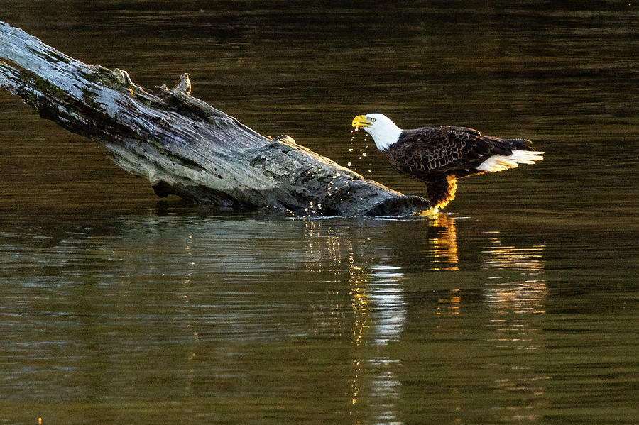 Bald Eagle at the Watering Hole 2 by Jack Peterson Bald Eagle at the Watering Hole 2 by Jack Peterson