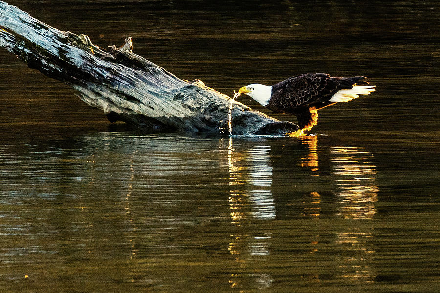 Bald Eagle at the Watering Hole by Jack Peterson Bald Eagle at the Watering Hole by Jack Peterson