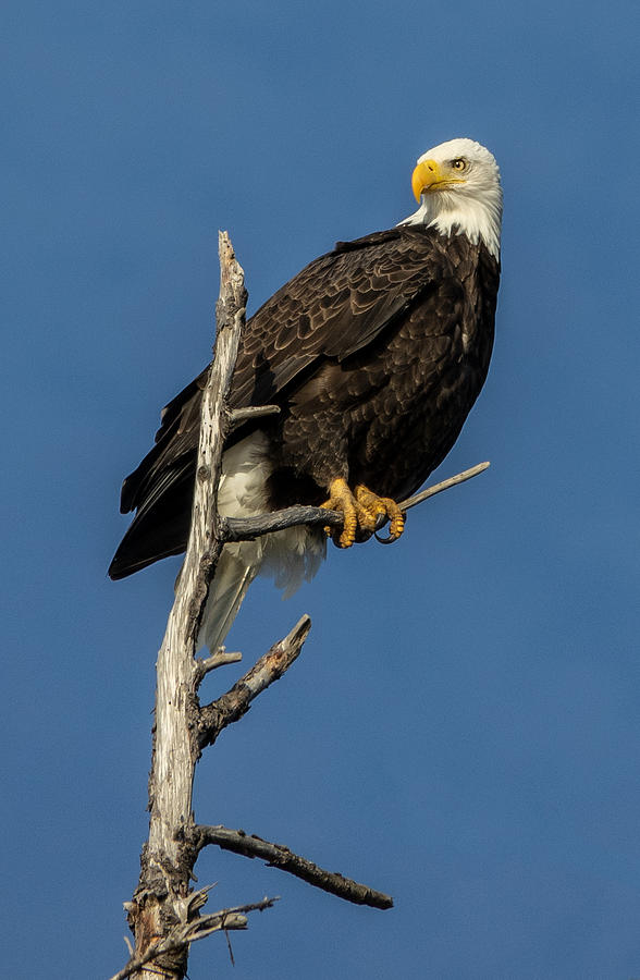 Bald Eagle Beauty Photograph by Elizabeth Waitinas