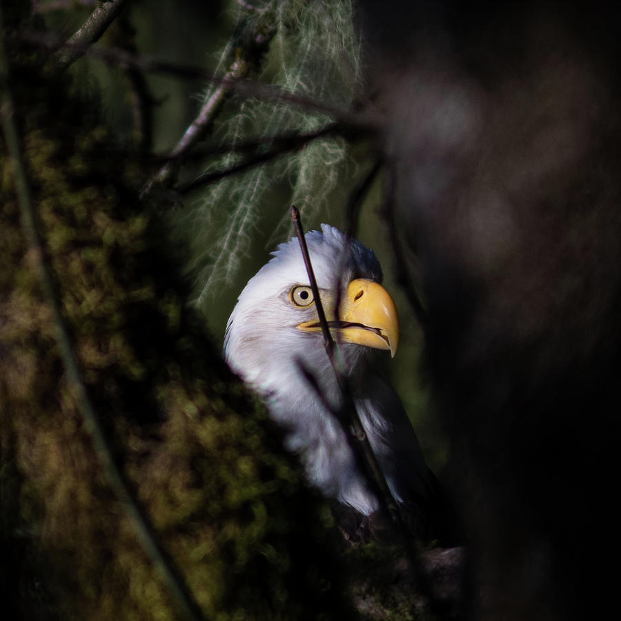 Bald Eagle behind tree by Hagen Pflueger Bald Eagle behind tree by Hagen Pflueger