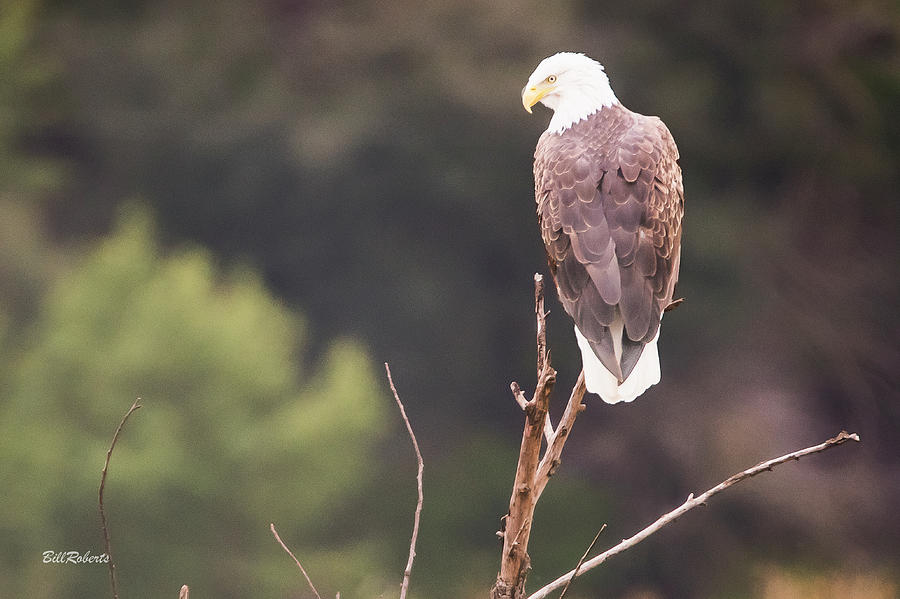 Bald Eagle Photograph by Bill Roberts