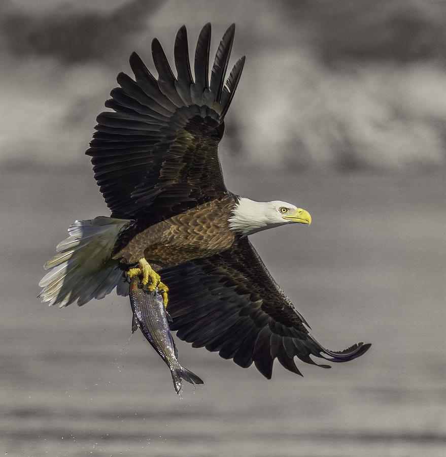 Eagle Photograph - Bald Eagle by Binbin Lu