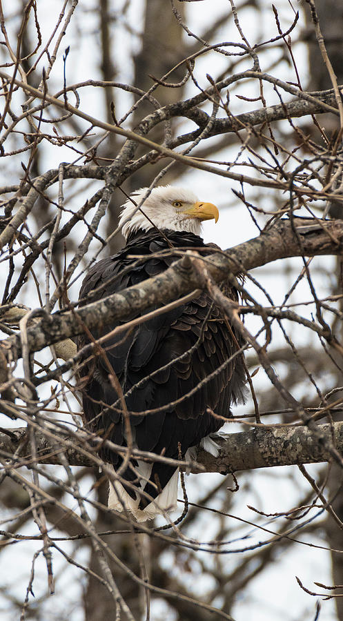 Eagle Photograph - Bald Eagle by Brenda Petrella Photography Llc