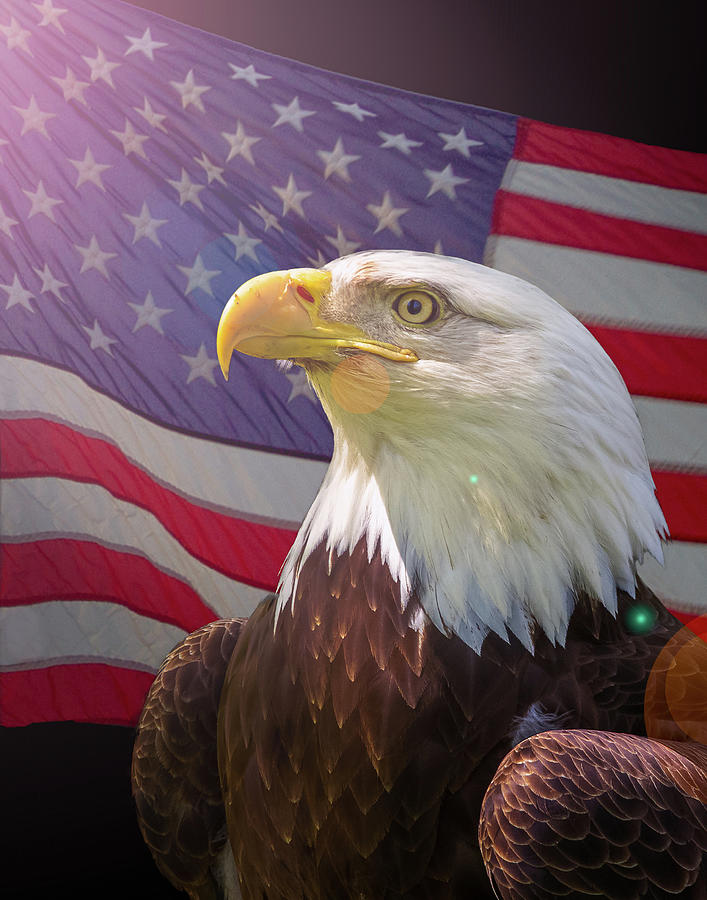 Bald Eagle by Brian Caldwell Bald Eagle by Brian Caldwell
