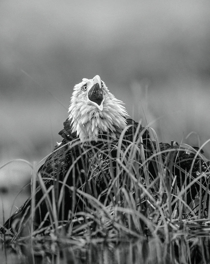 Bald Eagle Calling Photograph by Tim Fitzharris