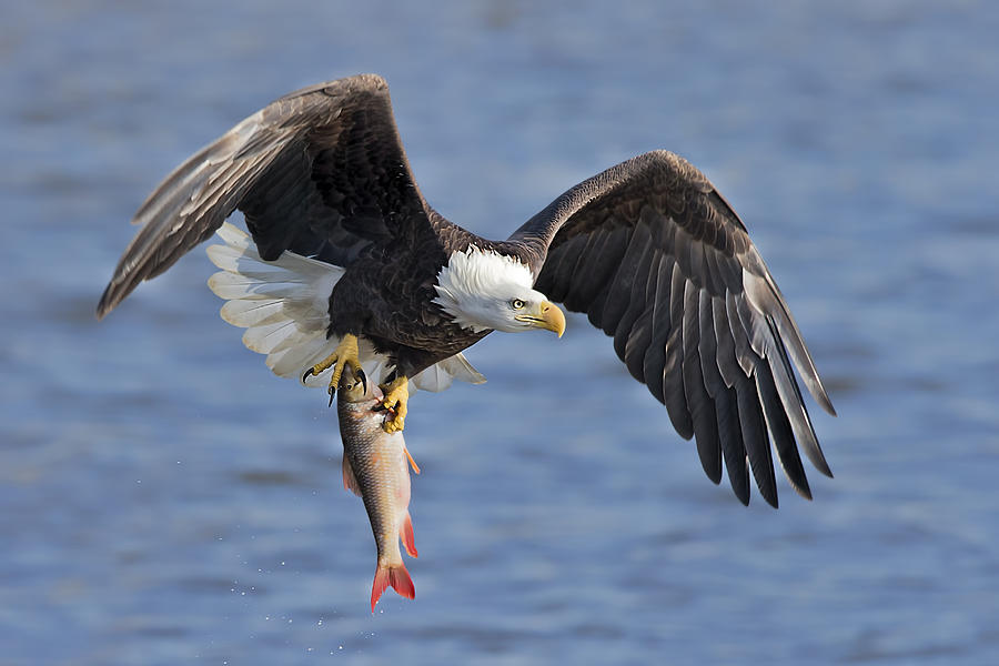 Eagle Photograph - Bald Eagle Catching A Big Fish by Jun Zuo