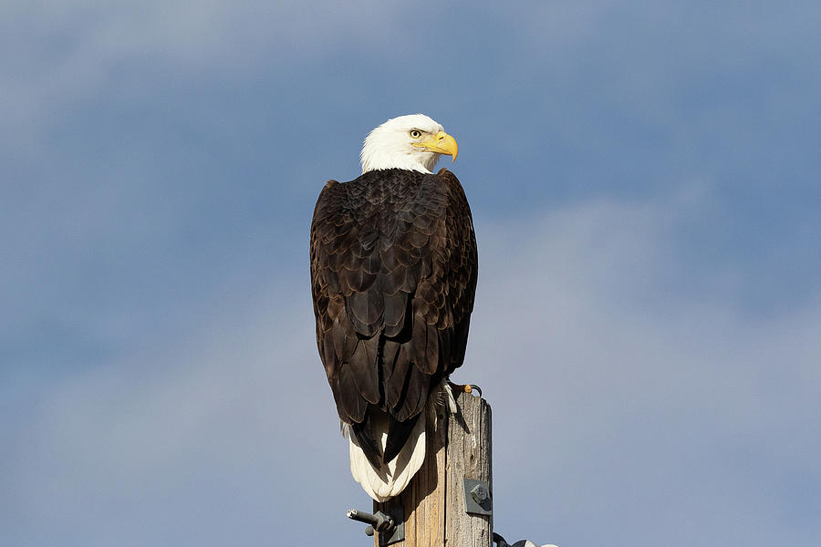 Bald Eagle Checks Over Its Shoulder Photograph By Tony Hake - Fine Art 