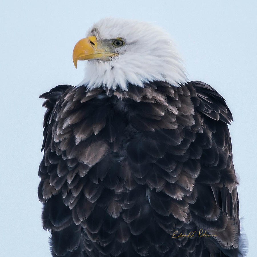 Bald Eagle Closeup by Edward Peterson Bald Eagle Closeup by Edward Peterson
