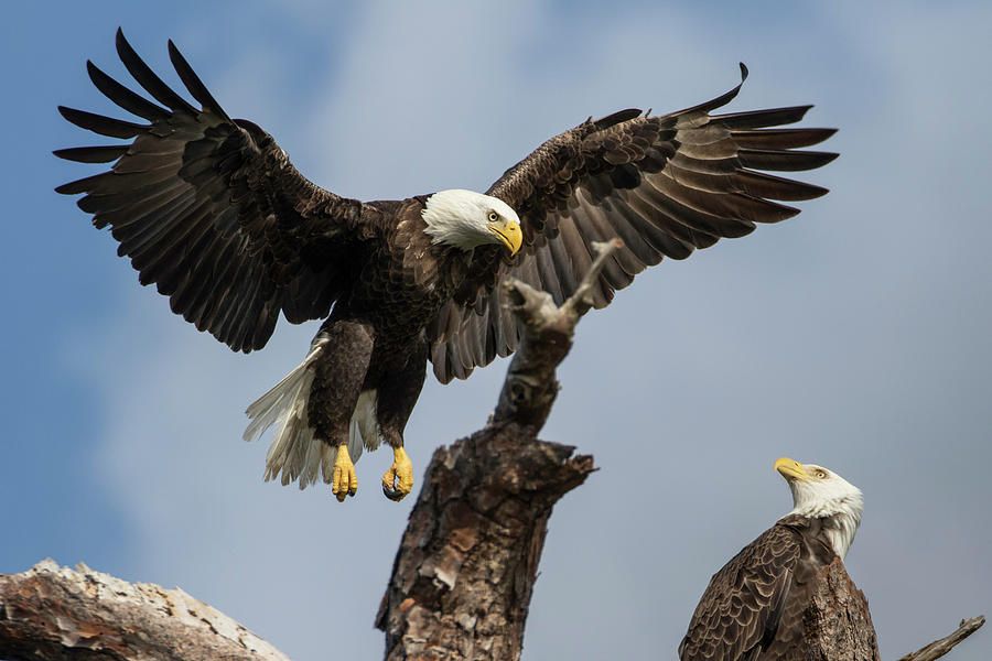 Bald Eagle Coming Home Photograph by Darrell Gregg - Pixels