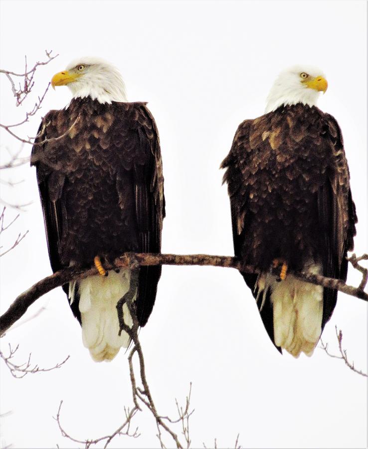 Bald Eagle Couple  Photograph by Lori Frisch
