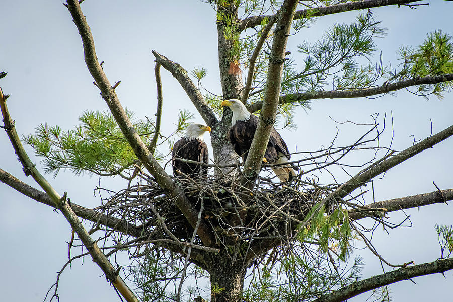 Bald Eagle Couple Photograph by Robert J Wagner