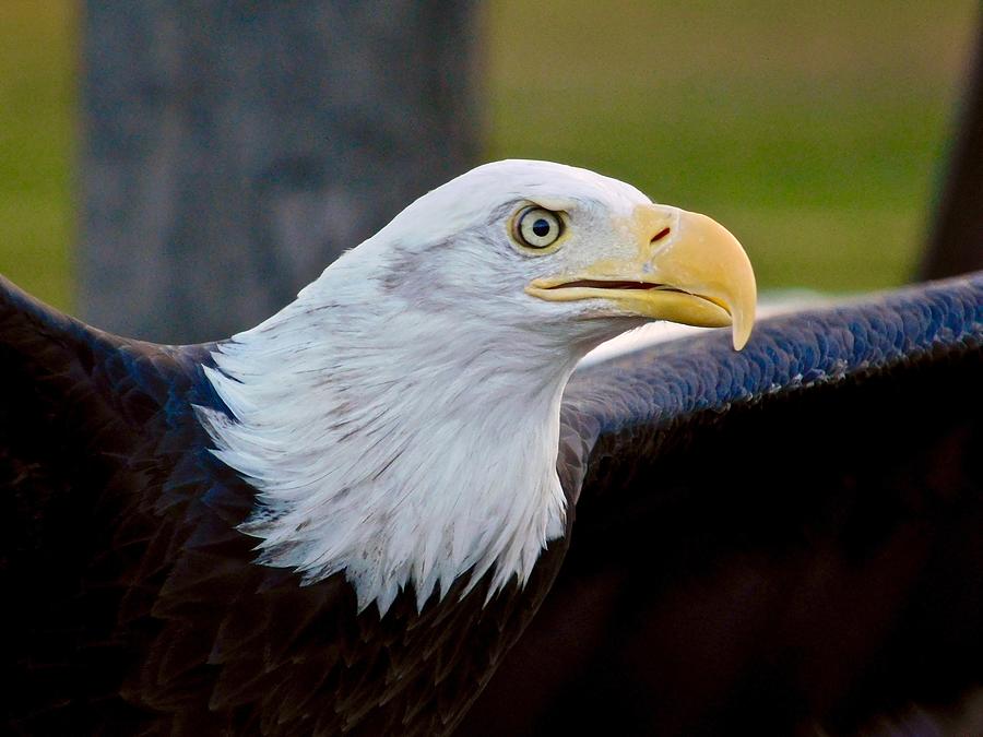 Bald Eagle Photograph by Dan Miller