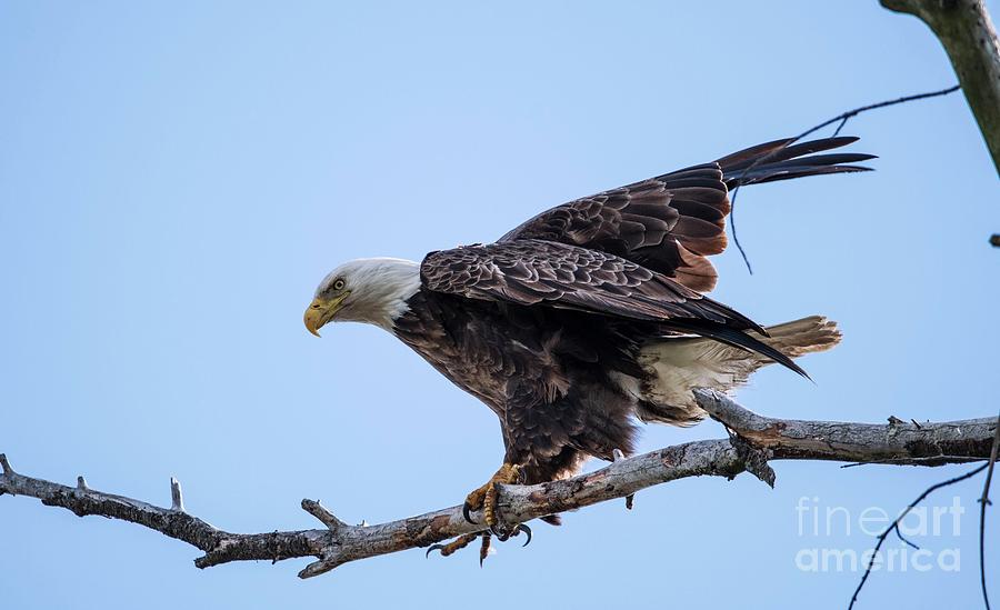 Bald Eagle Photograph by David Bearden