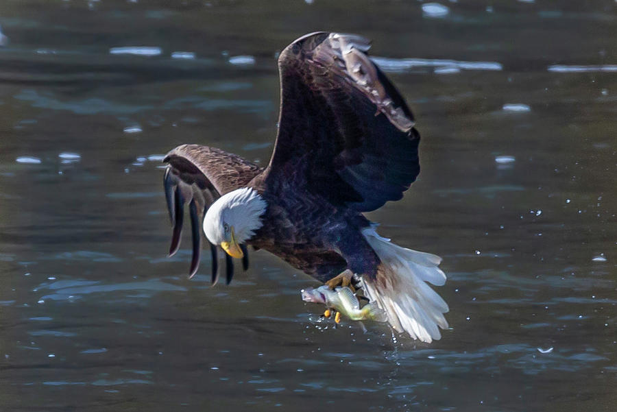 Bald Eagle Photograph by David Wagenblatt