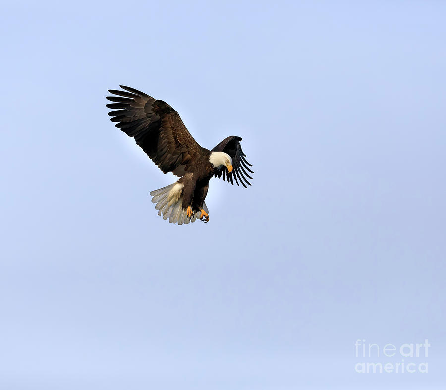 Bald eagle diving for fish Photograph by Louise Heusinkveld