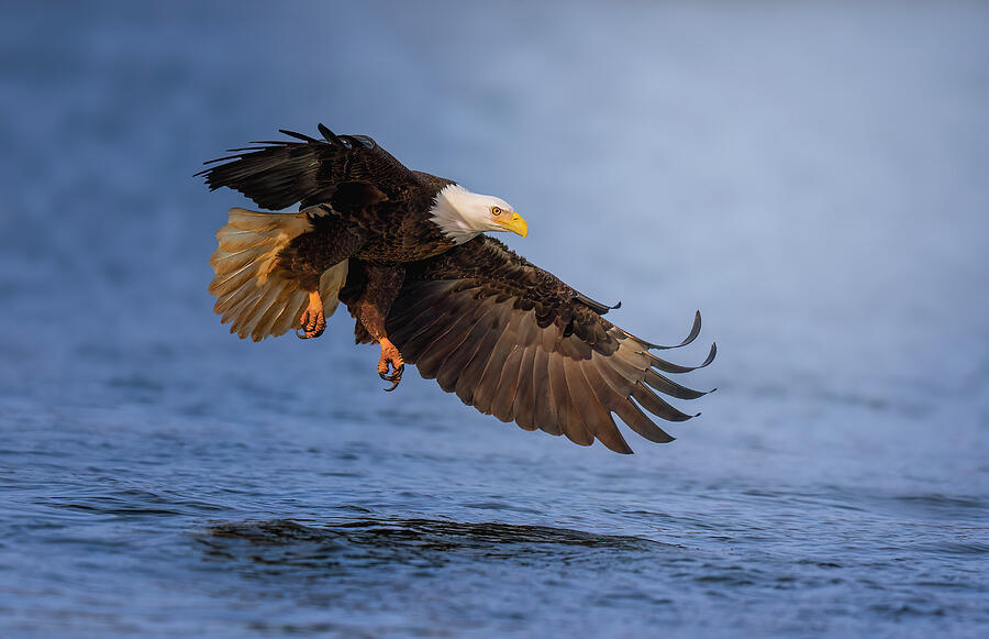 Eagle Photograph - Bald Eagle Diving by Tao Huang