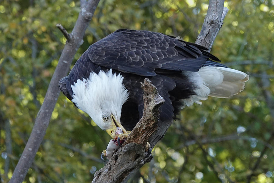 Eagle Eating