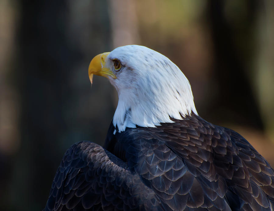 bald eagle facing away by Chris Flees bald eagle facing away by Chris Flees