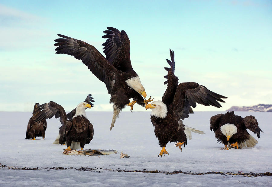 Bald Eagle Fight Photograph by Scott Bourne - Pixels