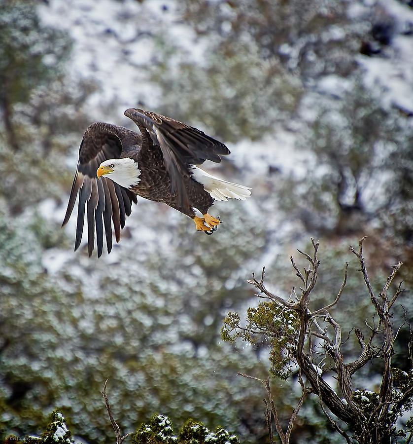 Bald Eagle Flight Photograph by Britt Runyon