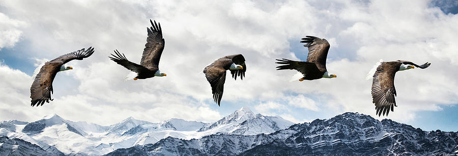 Bald Eagle flight Photograph by Weston Westmoreland