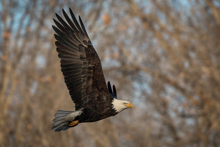 Bald Eagle Fly By by Scott Bean Bald Eagle Fly By by Scott Bean