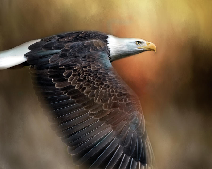 Bald Eagle Flyby Digital Art by Jeanette Mahoney