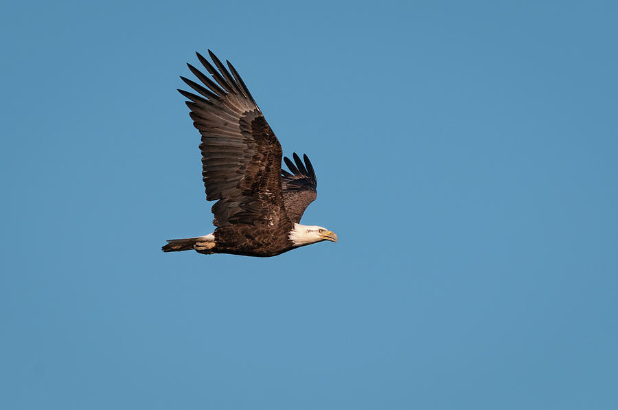 Bald Eagle Flyby Photograph by Todd Henson