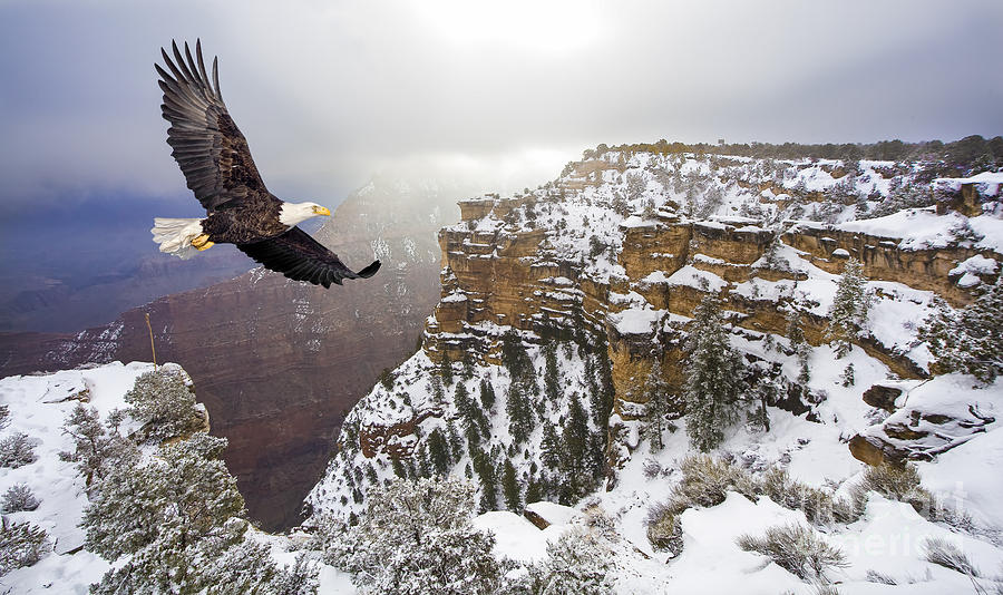 Feather Photograph - Bald Eagle Flying Above Grand Canyon by Steve Collender Feather Photograph - Bald Eagle Flying Above Grand Canyon by Steve Collender