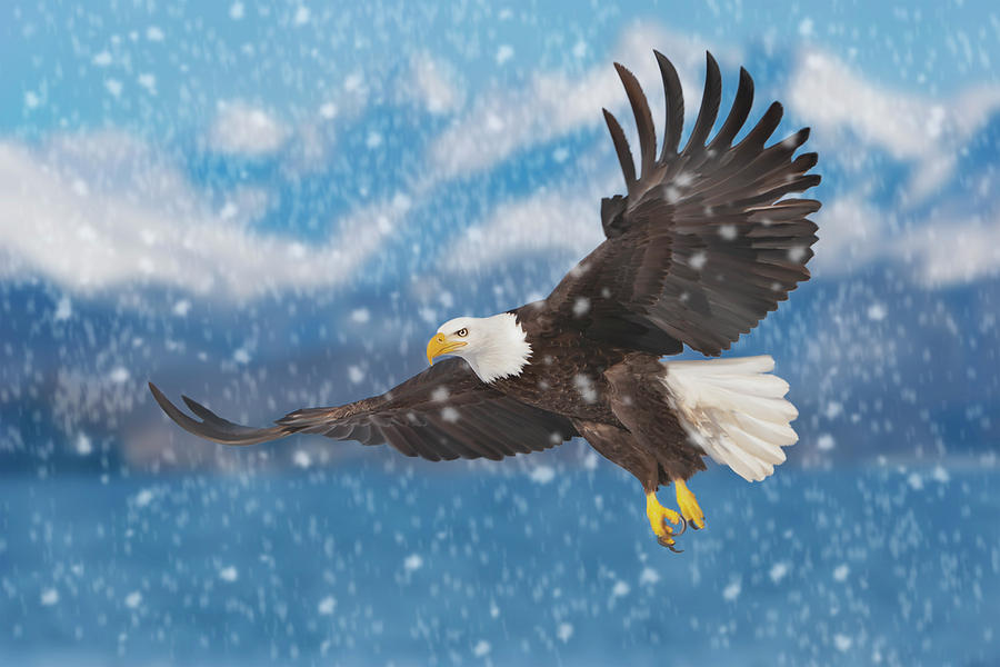 Bald Eagle Flying in Snow Digital Art by Mark Miller