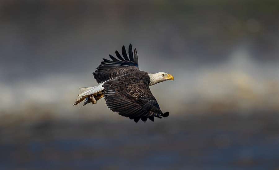 Eagle Photograph - Bald Eagle Flying by Lm Meng