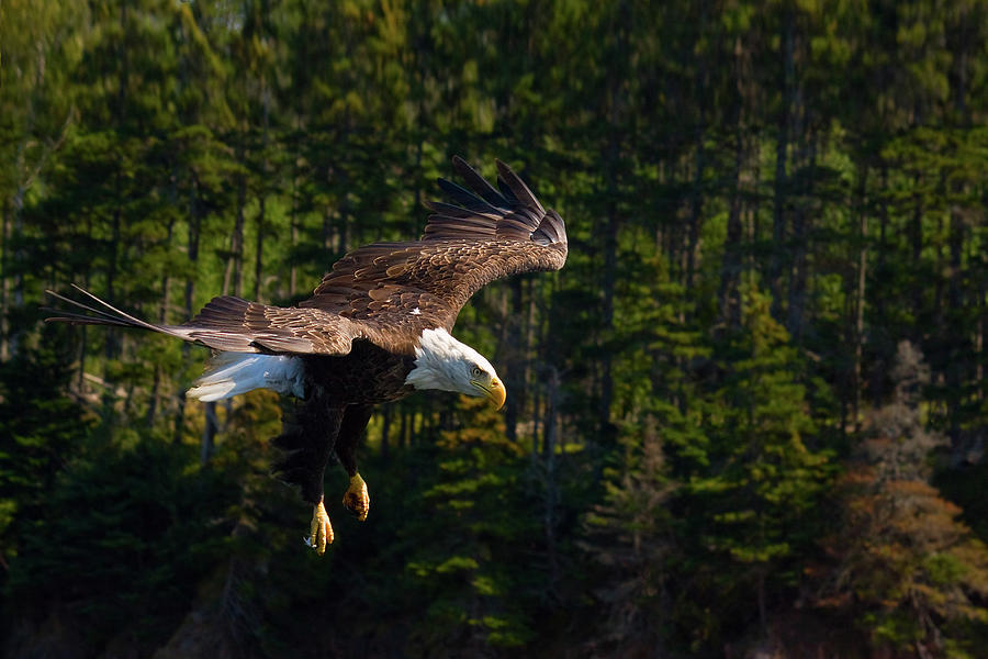 Bald Eagle Flying With Backdrop Of Trees Photograph by Melinda Moore