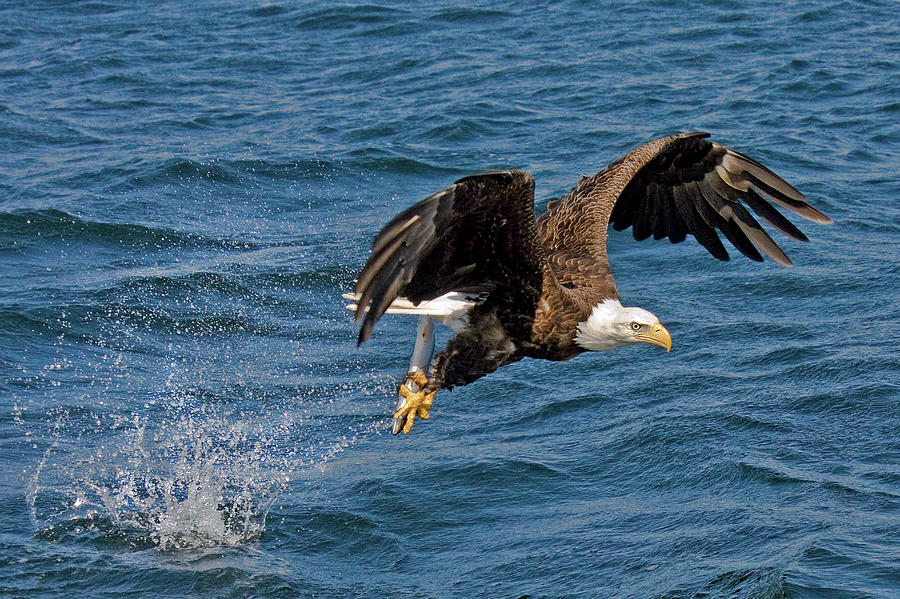 Bald Eagle Flying With Fish In Talons Photograph by Melinda Moore