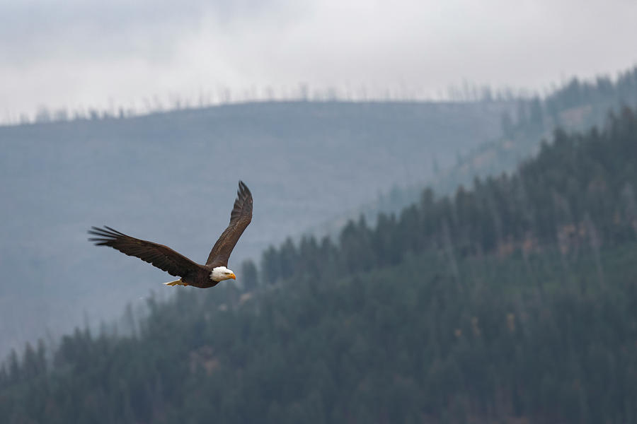 Bald Eagle, Flying, Yellowstone Photograph by Adam Jones - Fine Art America