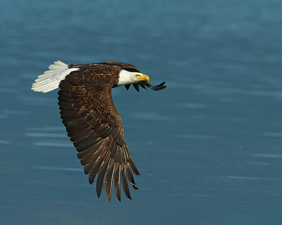 Bald Eagle flys across Hood canal Photograph by Gary Langley