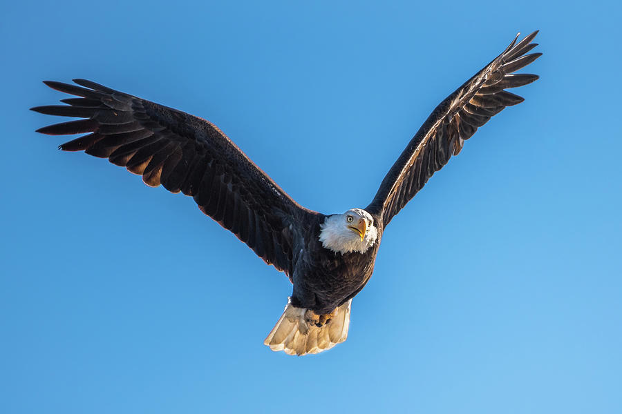 Bald Eagle Photograph by Gary Kochel