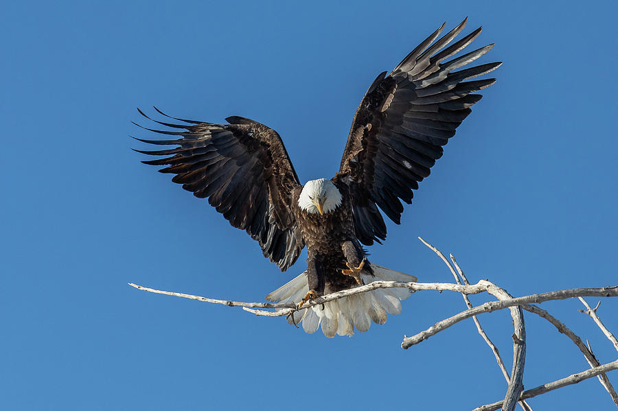 Bald Eagle Grabs For Landing Photograph by Tony Hake