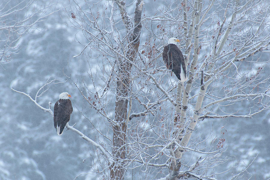 Bald Eagle, Grand Teton Np, Wy Digital Art by Heeb Photos