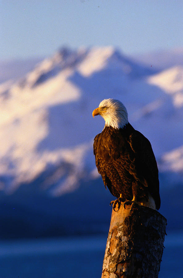 Bald Eagle Haliaeetus Photograph by Art Wolfe