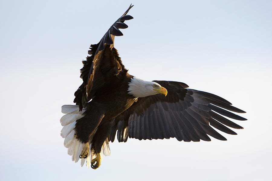 Bald Eagle Haliaeetus Leucocephalus By Dickson Images