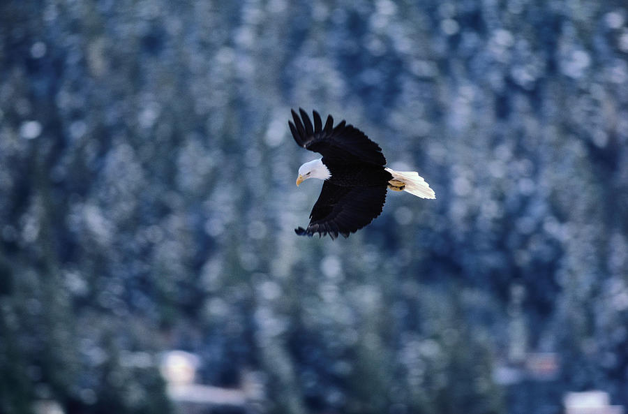 Bald Eagle Haliaeetus Leucocephalus In Photograph by Art Wolfe