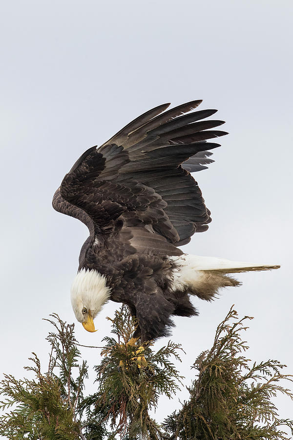 Bald Eagle, Haliaeetus Leucocephalus Photograph by James Zipp