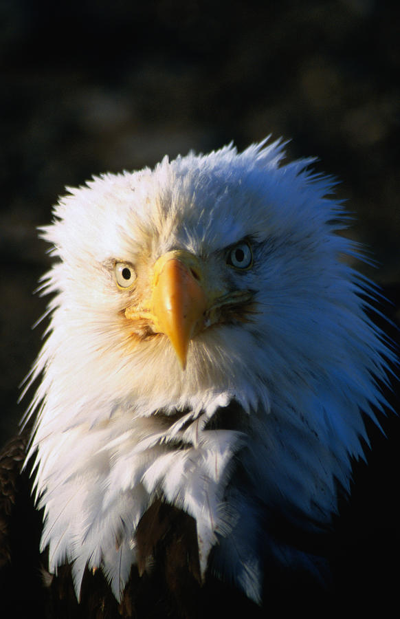 Bald Eagle Haliaeetus Leucocephalus Photograph by Mark Newman