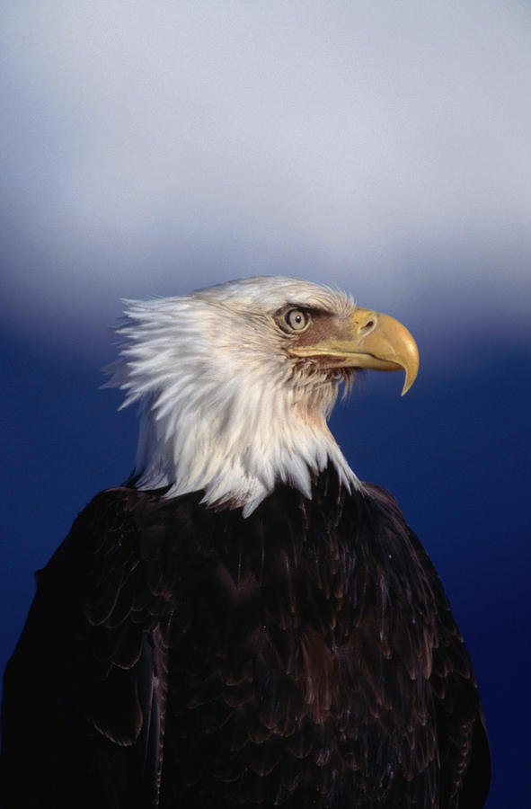 Bald Eagle Haliaetus Leucocephalus In Photograph by Mark  Newman