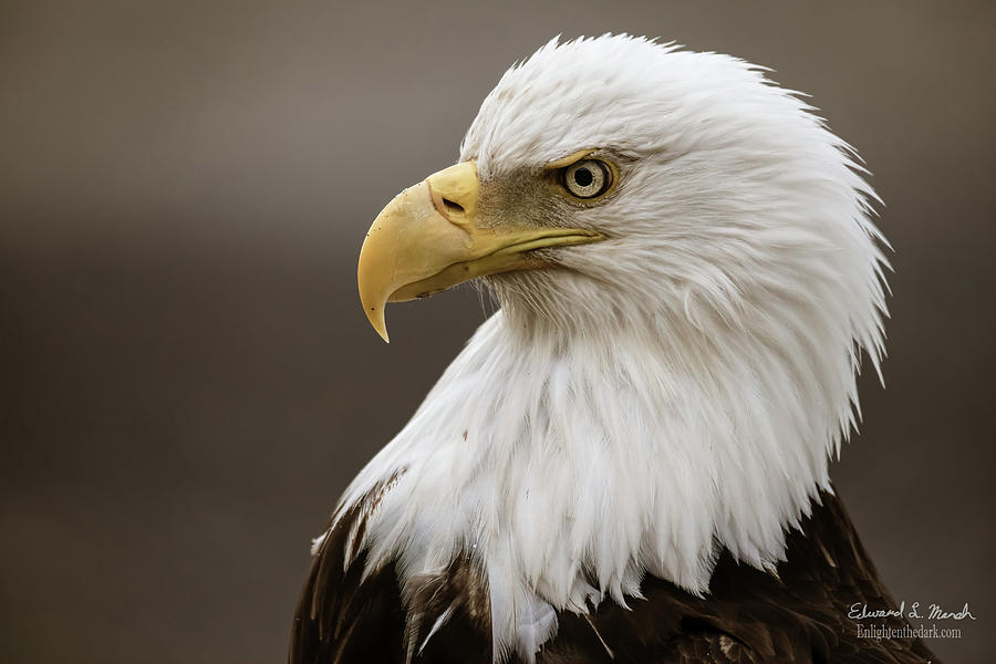 Bald Eagle Head Profile Photograph by Edward Marsh - Fine Art America