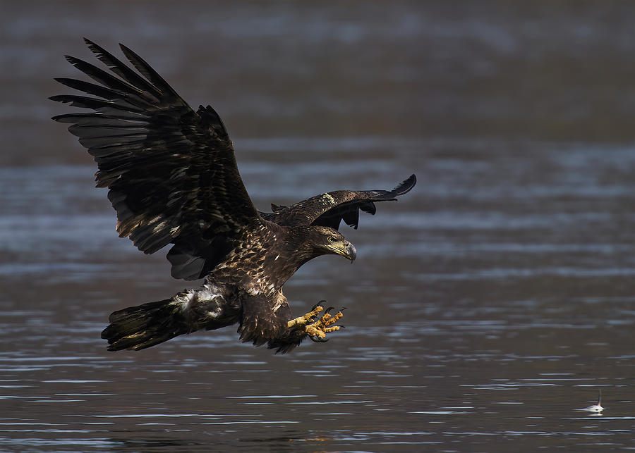 Eagle Photograph - Bald Eagle Hunting by Johnny Chen