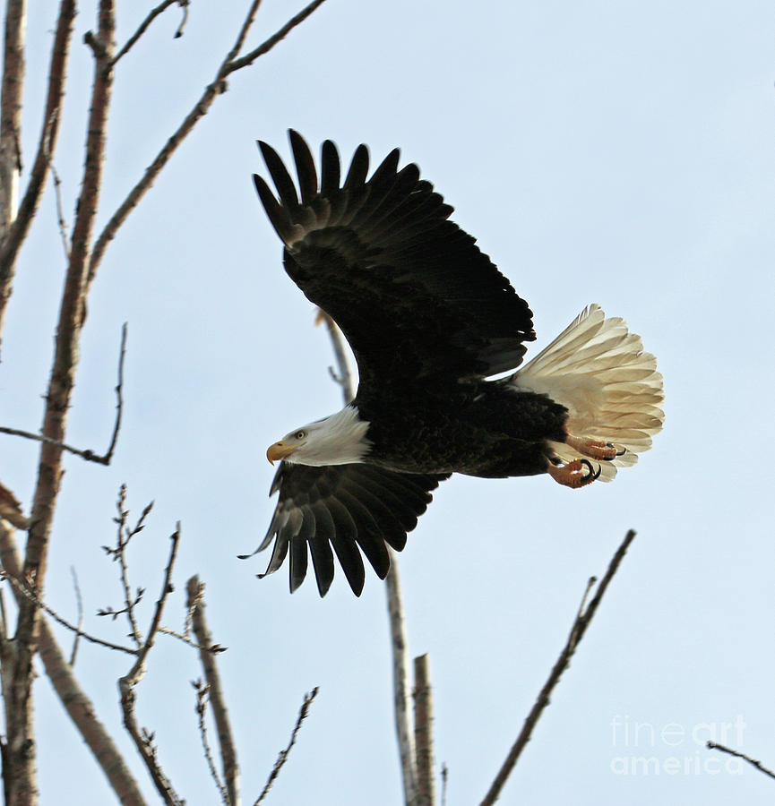Bald Eagle in Flight 7468 Photograph by Jack Schultz
