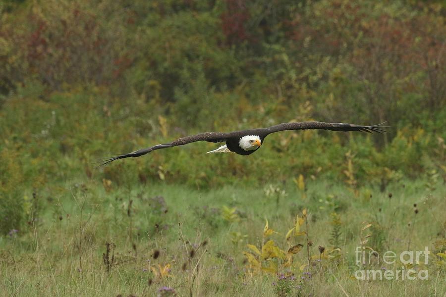 Bald Eagle in flight  Photograph by Heather King