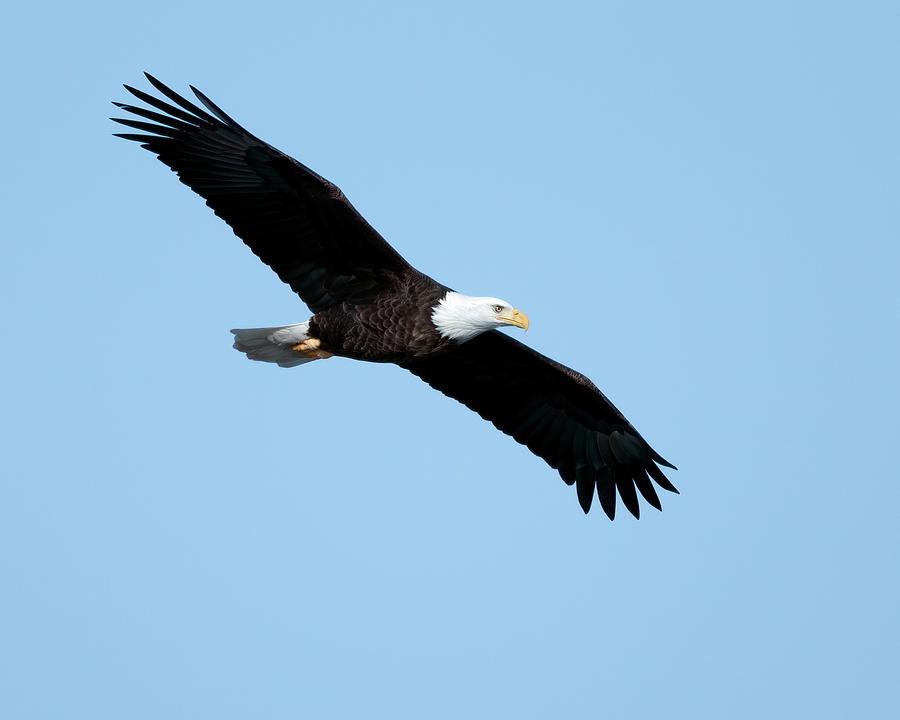 Bald Eagle in Flight II Photograph by Gary Langley